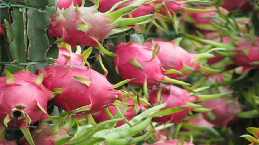 
        Australia deliberates on imports of Vietnam dragon fruit
                              