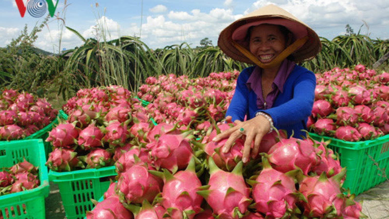 Dragon fruit growers seek more fresh-market outlets