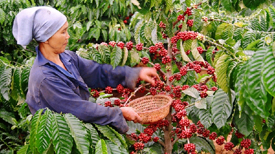 Vietnam – the leading coffee supplier to Russia