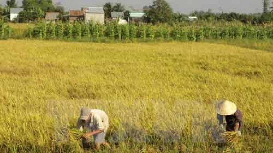 Over 3.76 million ha of land suggested be zoned for rice farming