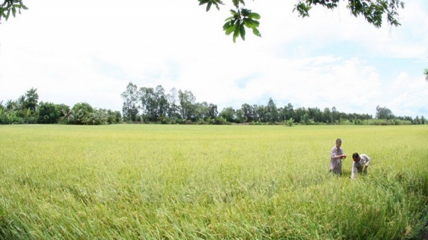 Thua Thien-Hue works hard on new rural development