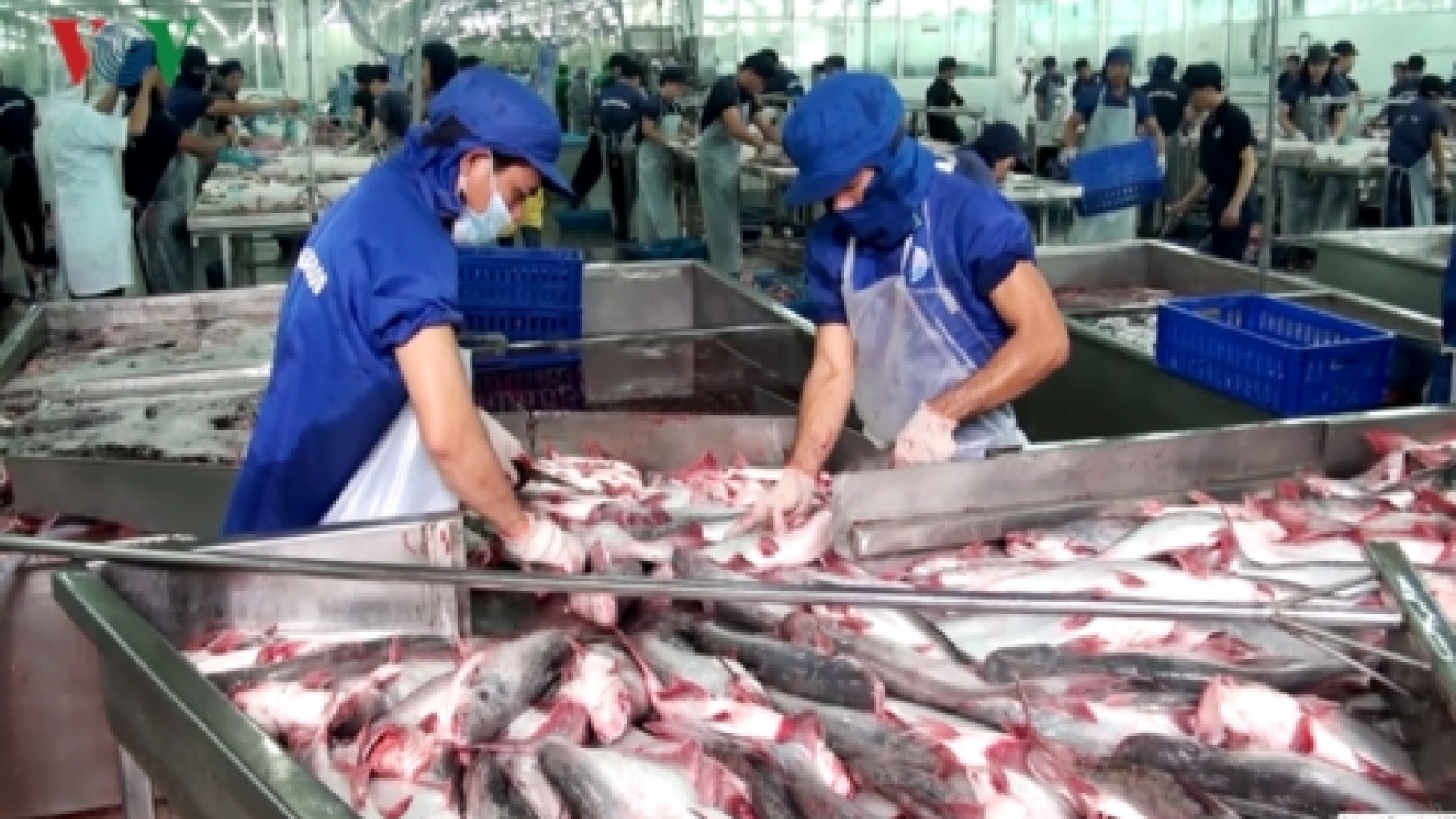 Aquatic exports earn US$1.1 billion in two months