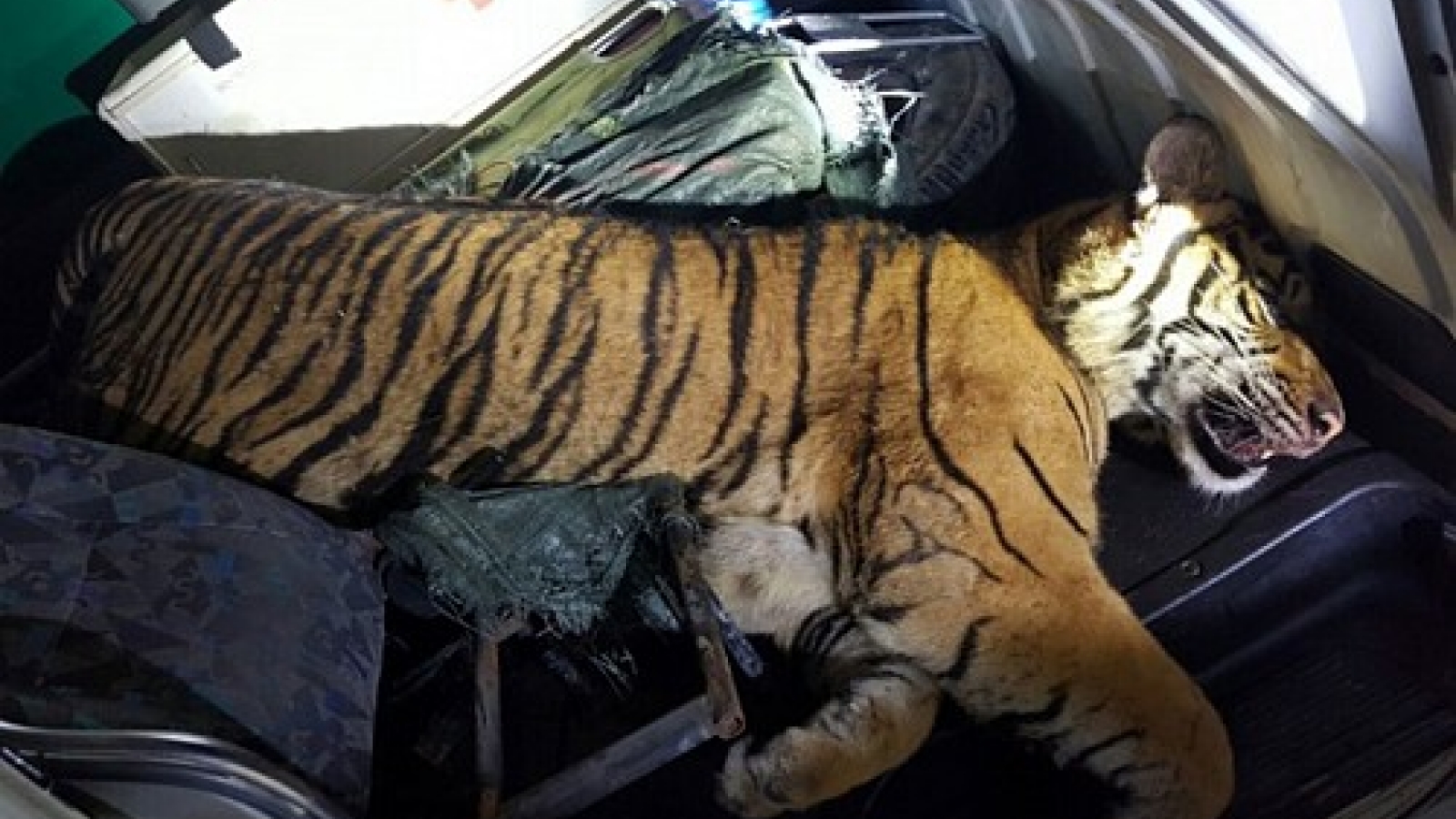 Ambulance found carrying tiger carcass after police chase in Thanh Hoa