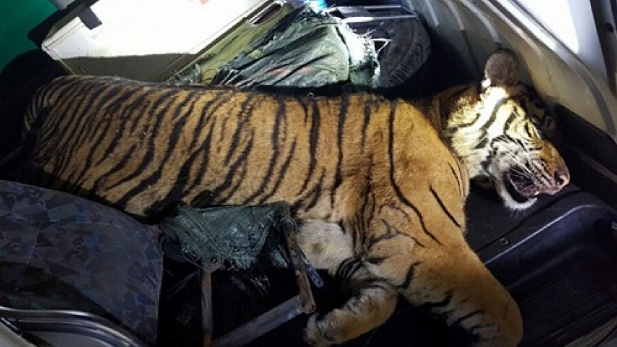 Ambulance found carrying tiger carcass after police chase in Thanh Hoa