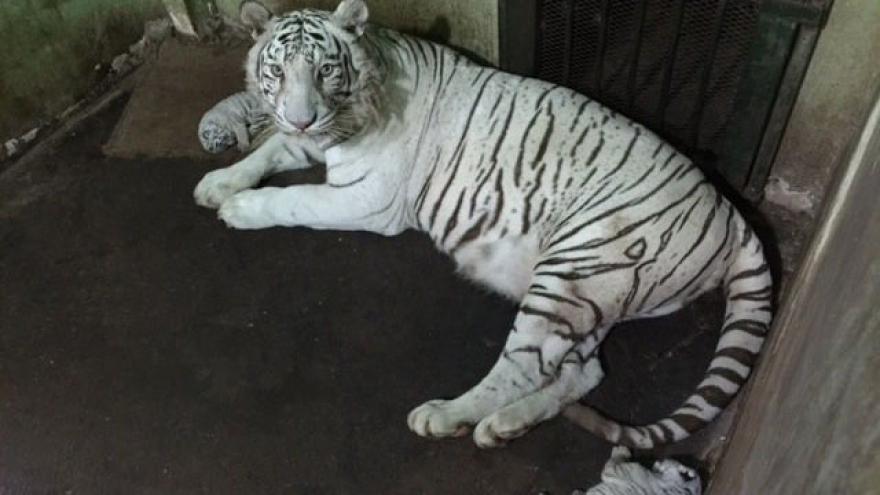 Saigon zoo wants to give away some tigers, cites tight budget