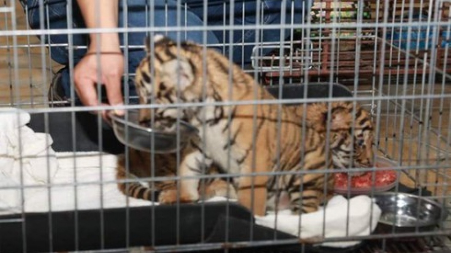 Rescue centre receives two baby tigers from Ha Tinh police