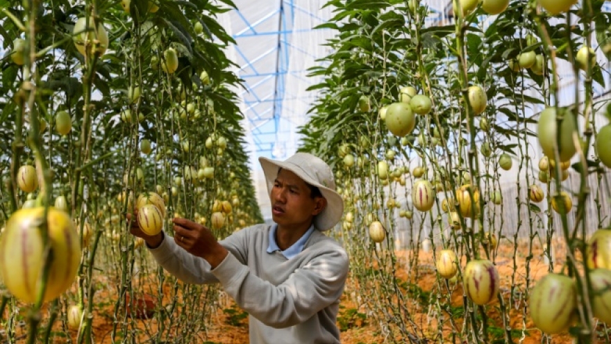 The kingdom of tiny melons in Da Lat