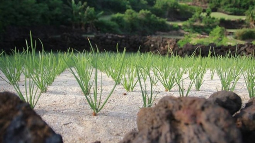 Ly Son to develop organic garlic farm