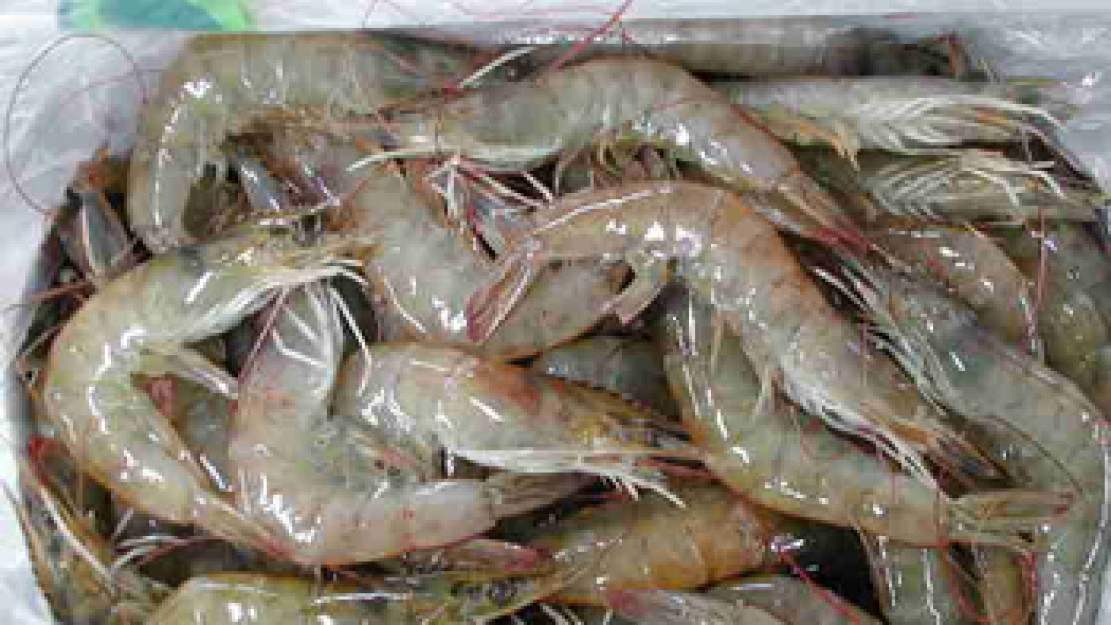 Vietnam seafood has ‘banner’ year