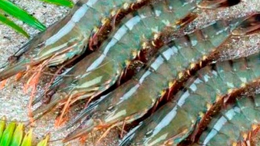 Vietnam – biggest processed shrimp supplier for Australia