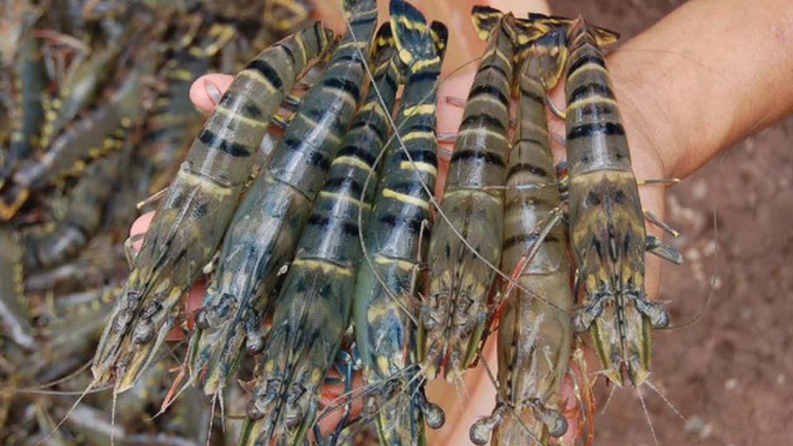 Seafood exports to China expected to surpass US$1 billion