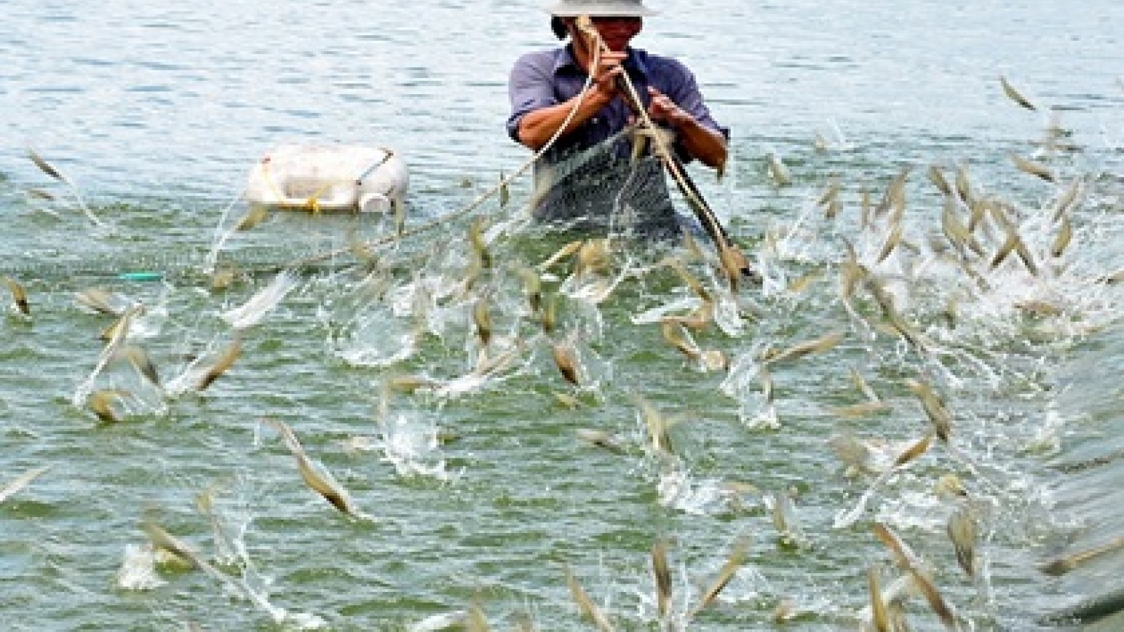 Australian businesses to research on Vietnam shrimp production chain