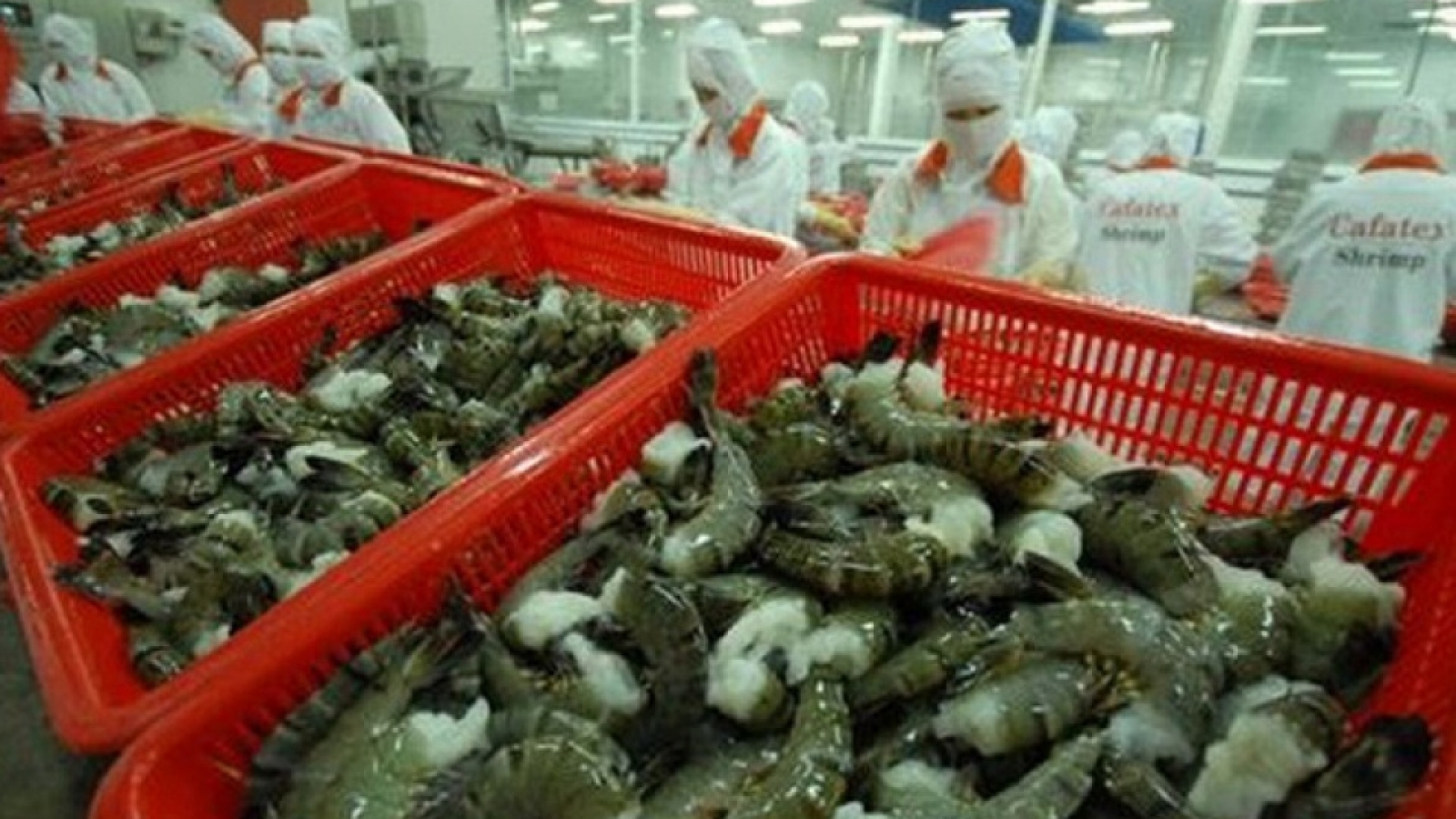 Shrimp exports to EU rebound