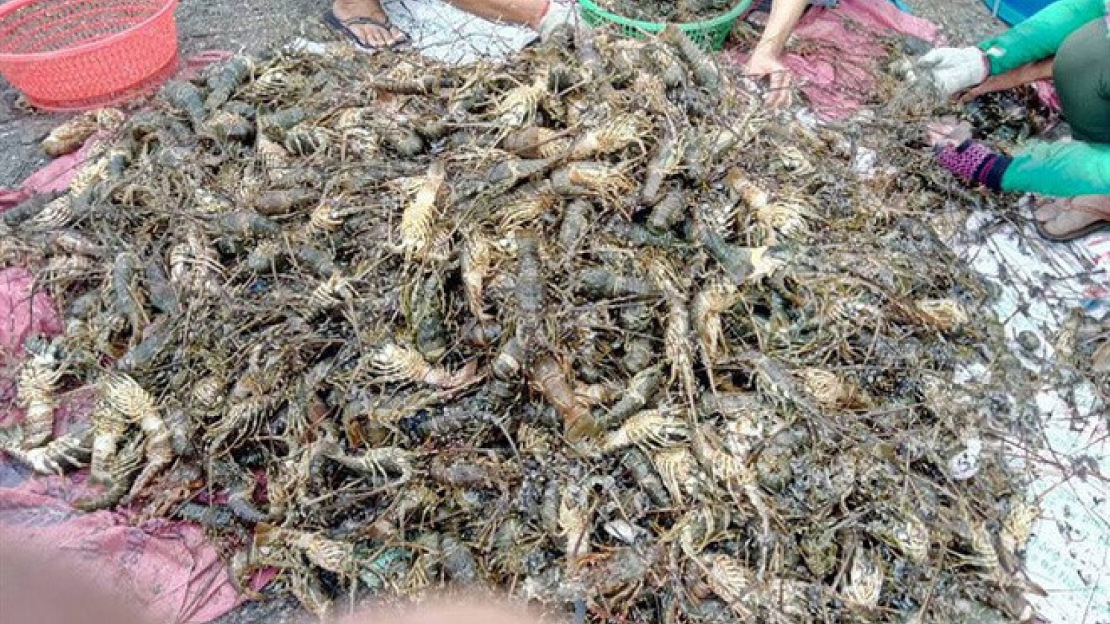 Ensuring sustainable lobster production