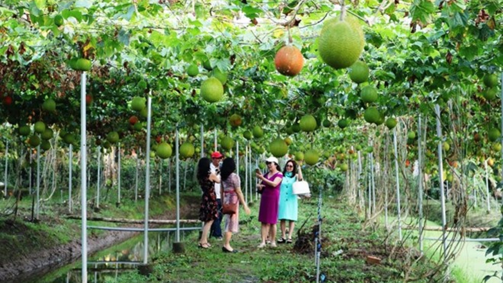 Agri-tourism attracts more visitors to Mekong Delta