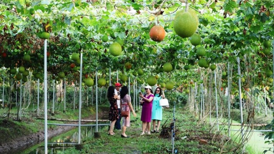 Agri-tourism attracts more visitors to Mekong Delta