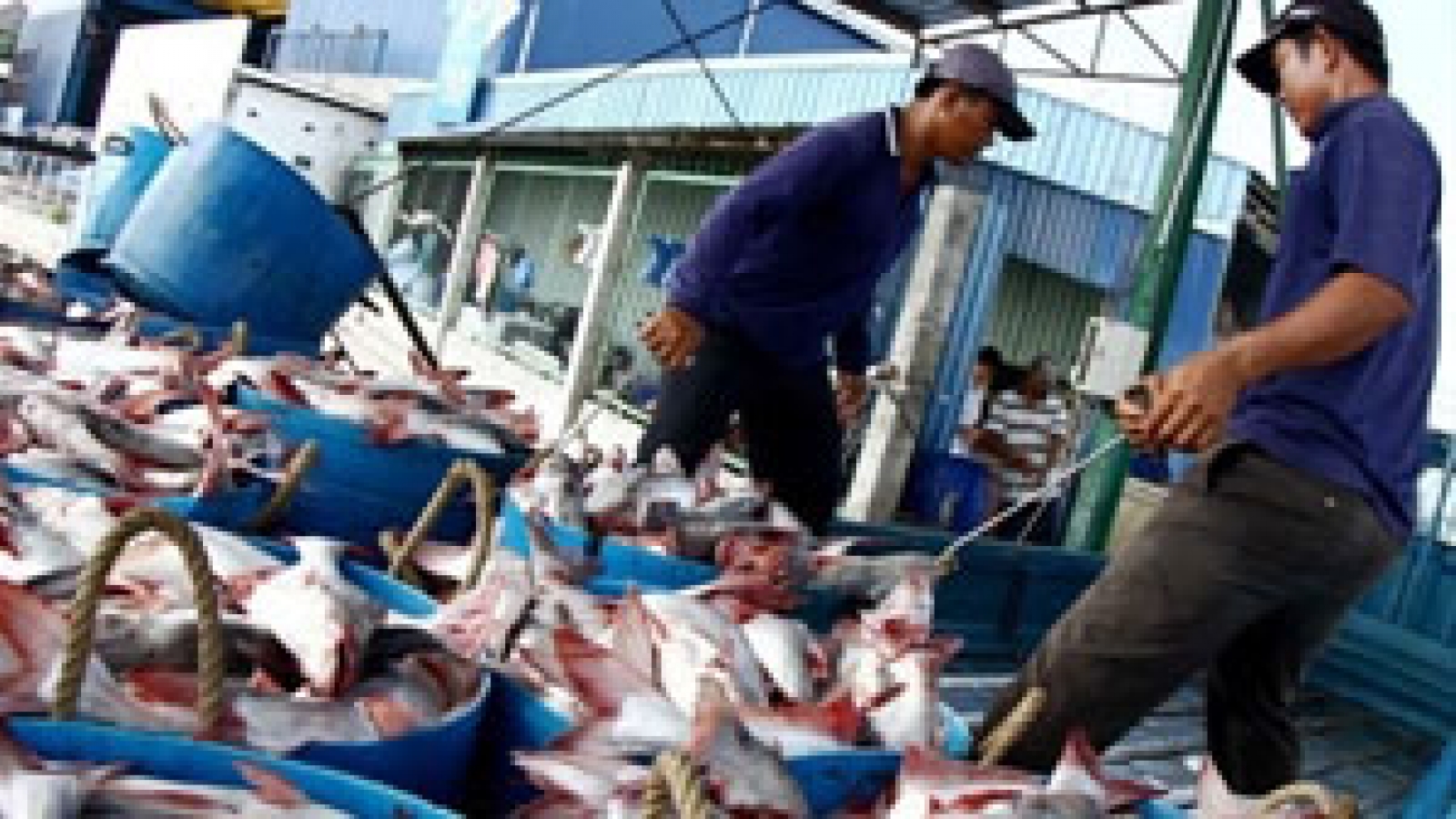 US tra fish imports fall as prices rise