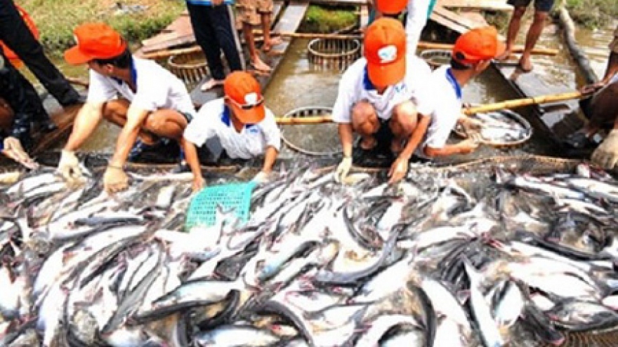 Japan consumes more Vietnamese tra fish