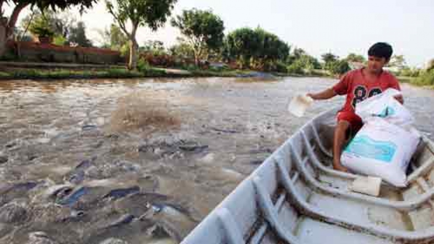 Tra fish production shifts towards sustainable supply chain