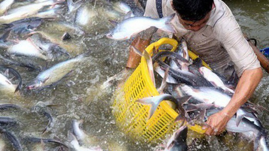 Tra fish exports see downward trajectory