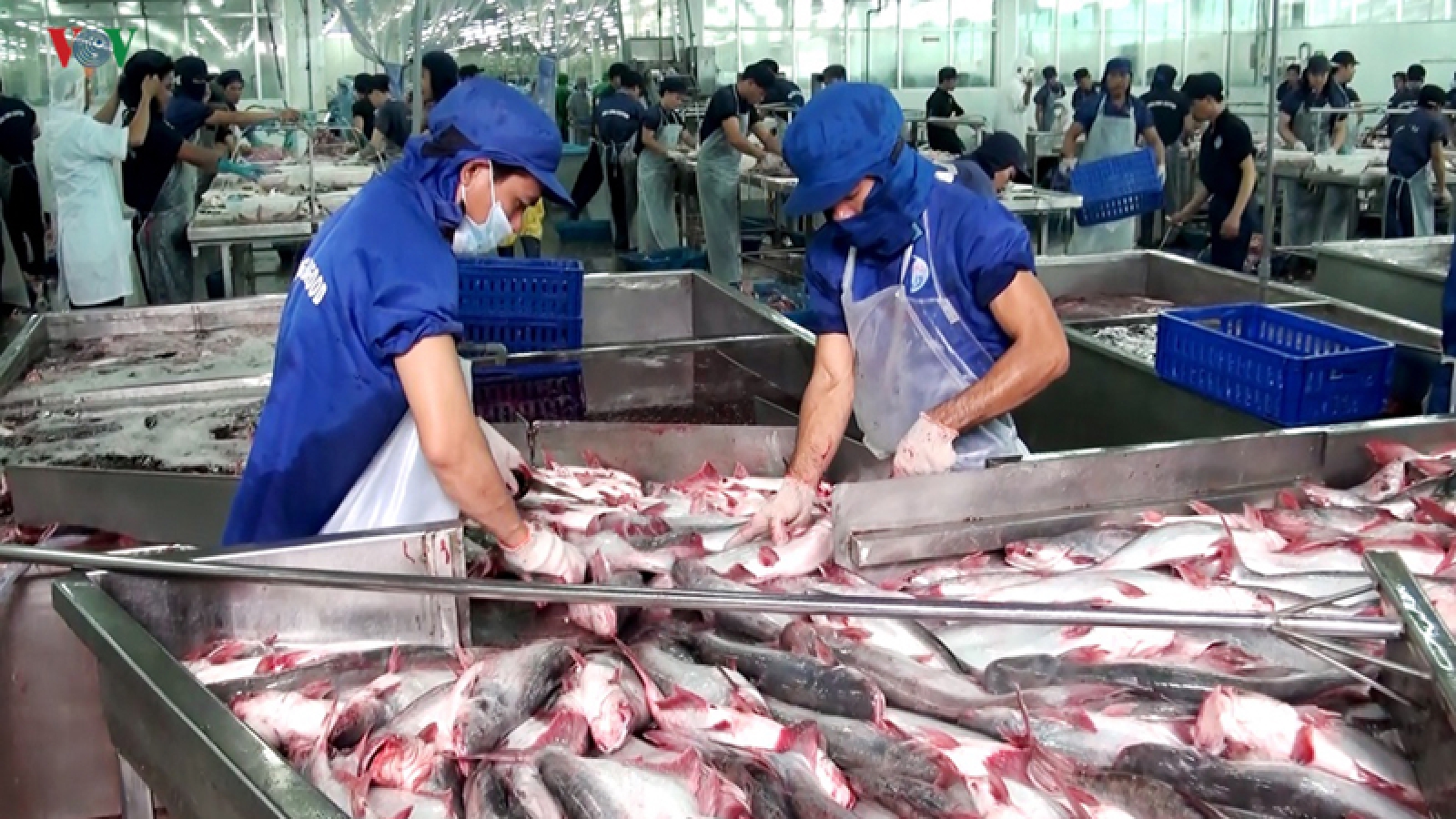 Falling tra fish price poses threat to aquatic export target