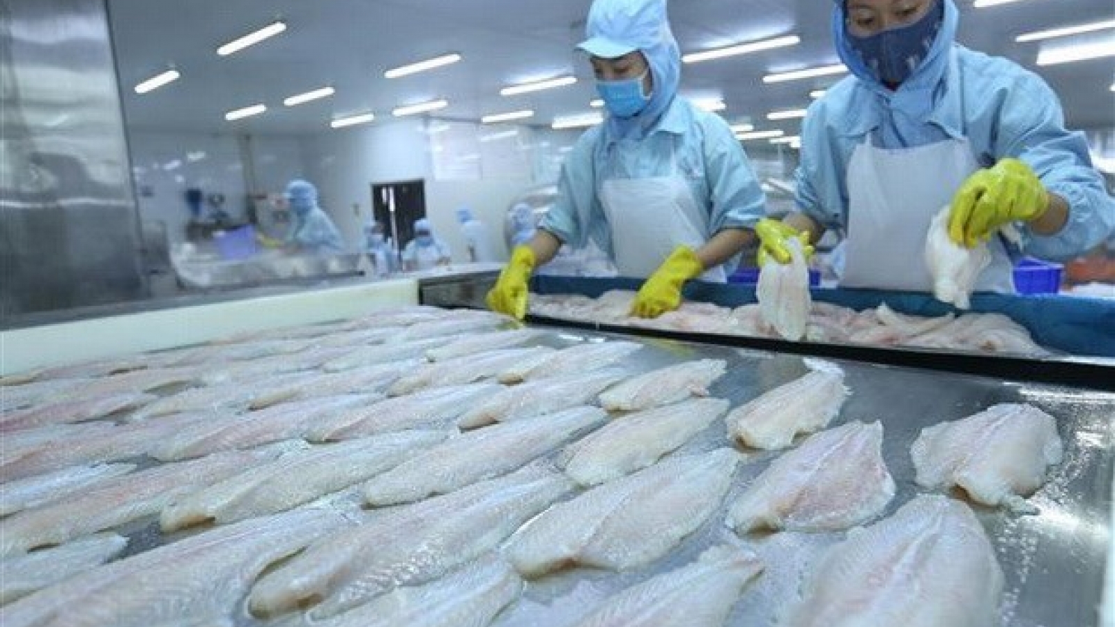 Tra fish exports to US enjoy strong surge