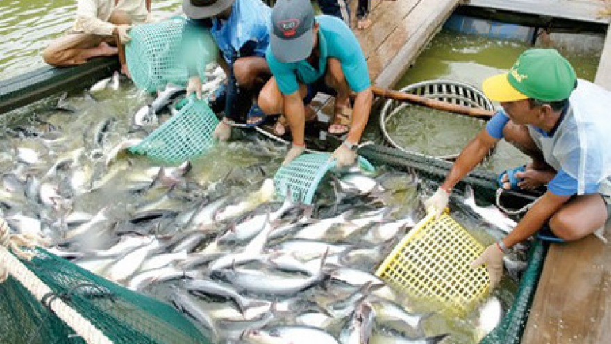 Tra fish exports aim to rake in US$2.4 billion in 2019