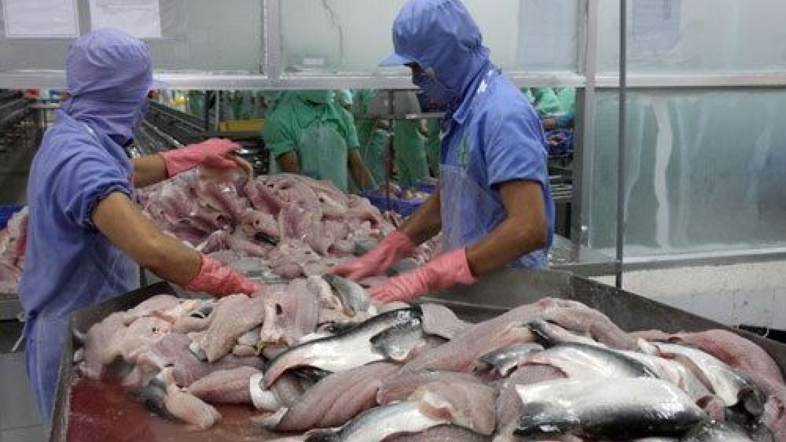 Catfish exports to US face shutdown in 2017