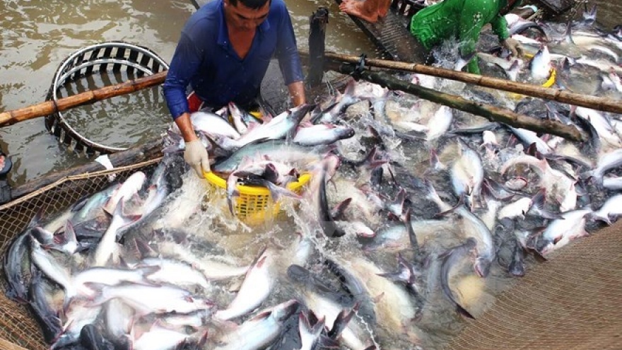 Dong Thap leads Mekong Delta in tra fish output