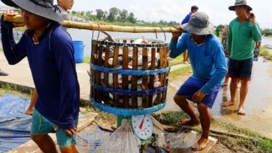 Mekong Delta authorities improve management of Tra fish breeding