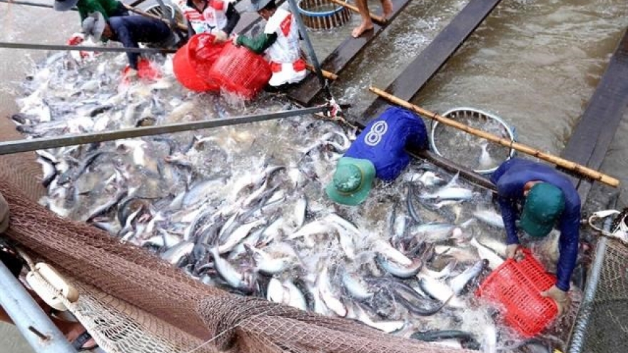 Tra fish export continues downward trend