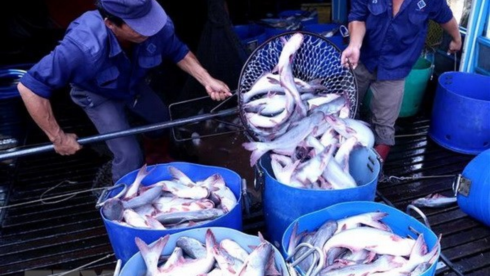 CPTPP gives great chances for Vietnam’s tra fish exports