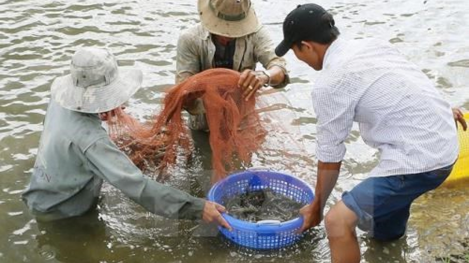 Tra Vinh calls for investment in 17 projects on aquatic farming