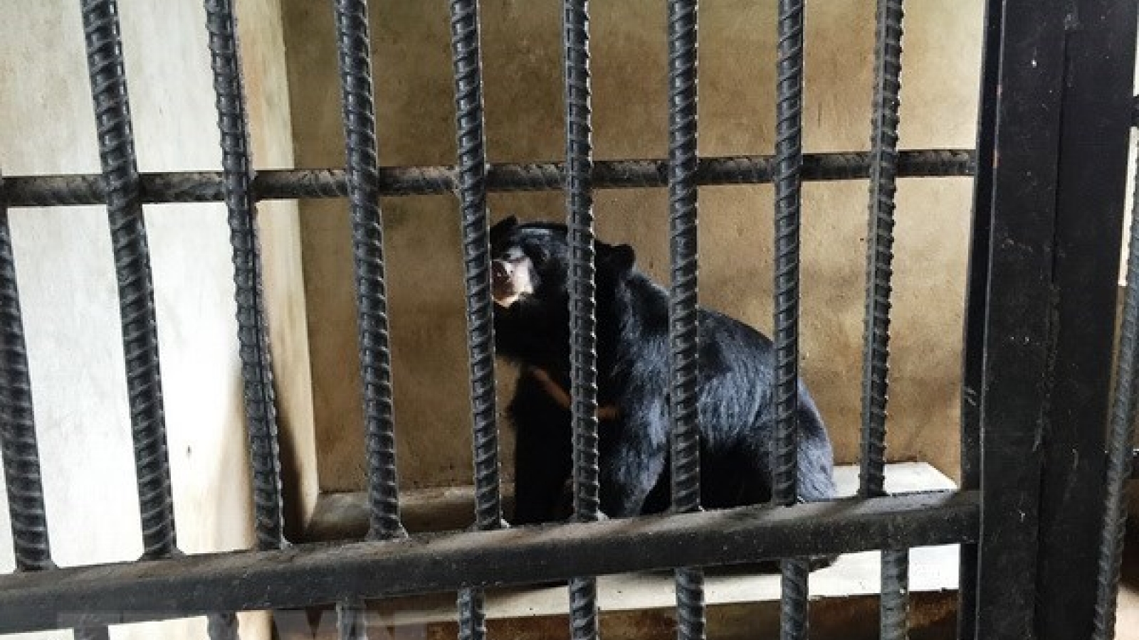 Authorities work to end illegal wildlife trading