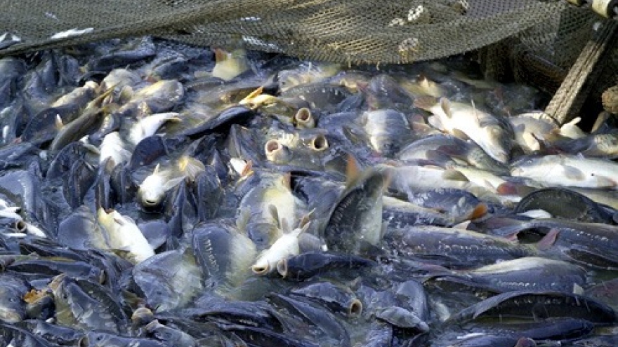 Gov’t issues tra fish rules
