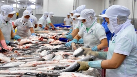 Tra fish prices on the rise