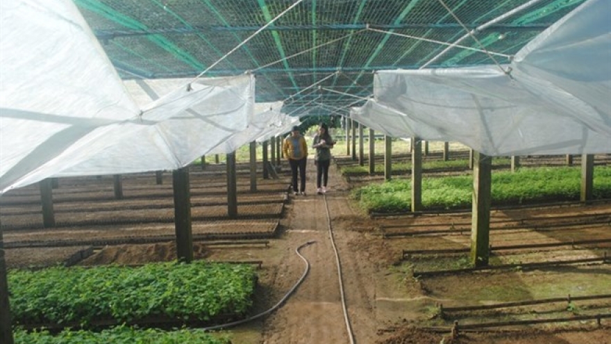 First Vietnamese ginseng seedling centre introduced