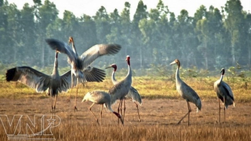Bird sanctuary in Mekong Delta recognised as national heritage site
