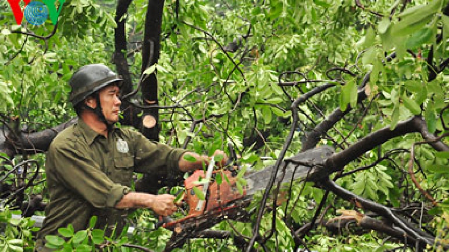 Big trees uprooted after heavy downpours in Hanoi