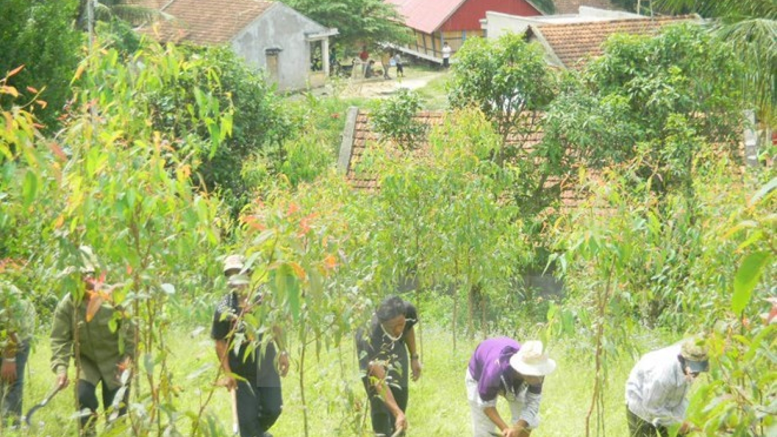 Trees planted to green up Hanoi-Lao Cai highway