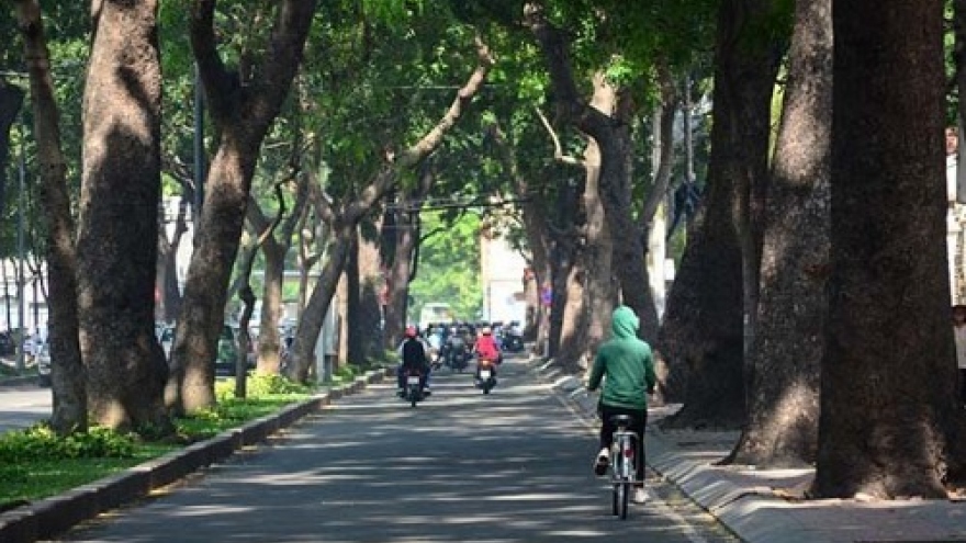 HCM City to fell, relocate 258 old trees for bridge construction