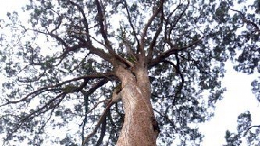 Fokienia forest in Quang Nam recognised as heritage tree