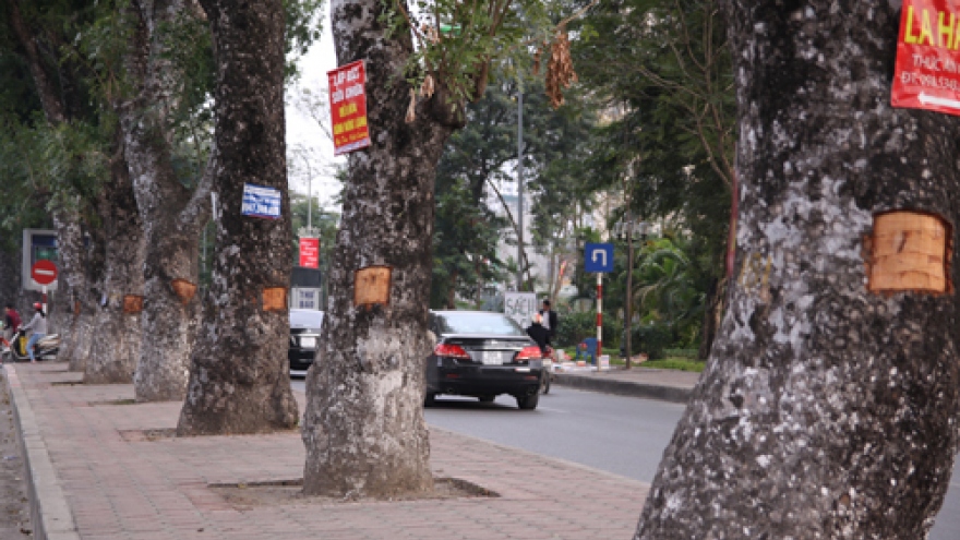 Hanoi trees have bark peeled off by locals desperate for cancer cure