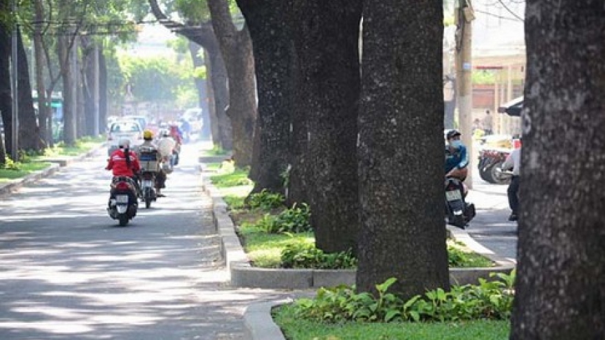 HCM City to uproot, axe 300 trees for major projects