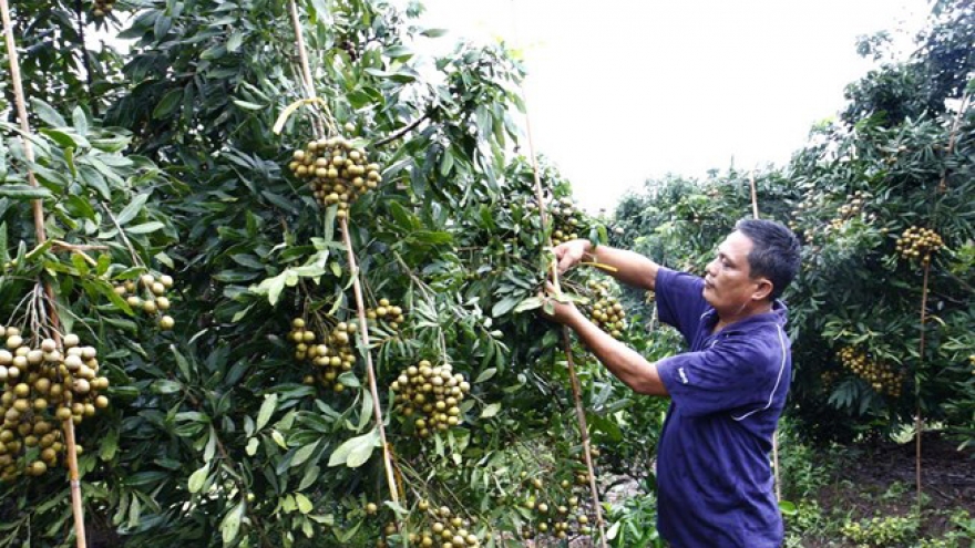 Fujitsu, FPT to collaborate on IT-based agricultural project