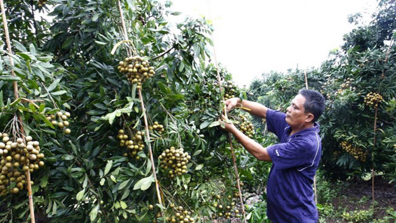 Fujitsu, FPT to collaborate on IT-based agricultural project