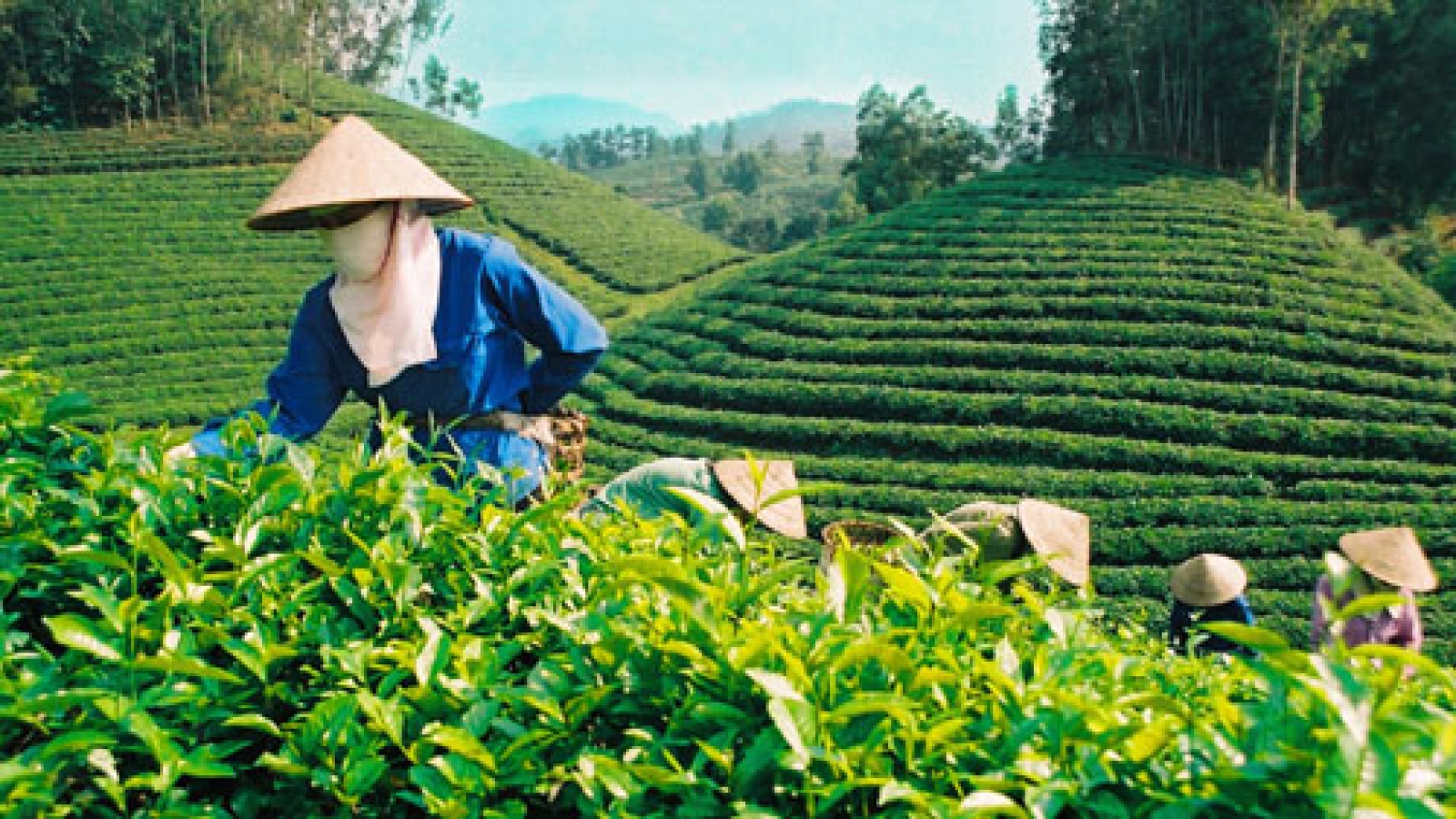 Private sector encouraged in agricultural value chain