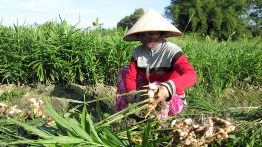 Farmers in Gia Lai benefit from ginger projects 