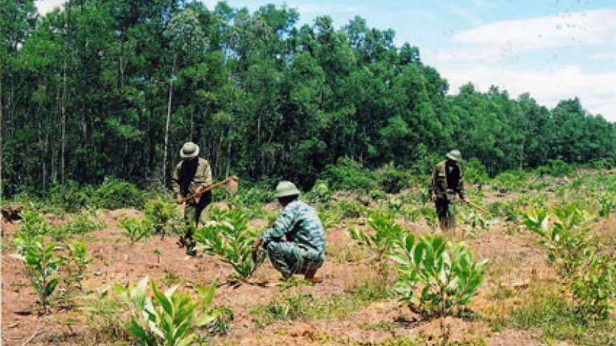 Forest plantation in Yen Bai