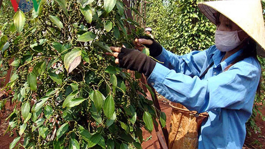 Pepper output sees significant rises amid low prices